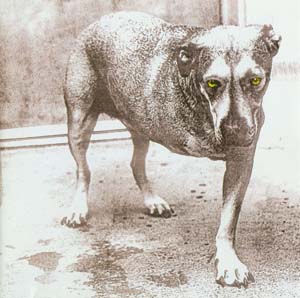Alice In Chains - Alice In Chains (1995) 